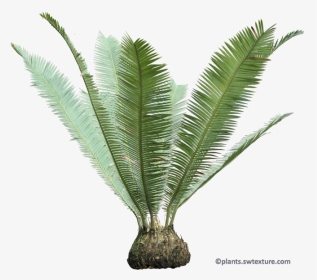 Cycas Palm Png, Transparent Png, Transparent PNG