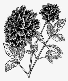 Line Drawing Dahlia Flower, HD Png Download, Transparent PNG