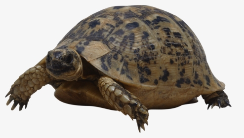 Turtle Background Transparent - Turtle Png, Png Download, Transparent PNG