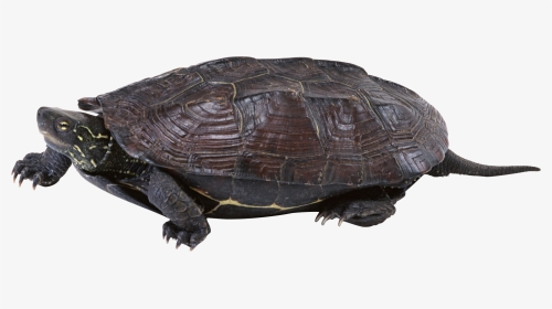 Turtle Png - Turtle, Transparent Png, Transparent PNG