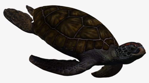 Sea Turtle Gif Transparent Background, HD Png Download, Transparent PNG