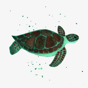 Sea Turtle By Chrystal Elizabeth - Sea Turtle, HD Png Download, Transparent PNG