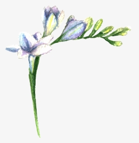 Purple Fresh Flower Transparent - Lily, HD Png Download, Transparent PNG