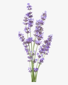 Lavender - Royalty Free Lavender White Background, HD Png Download, Transparent PNG