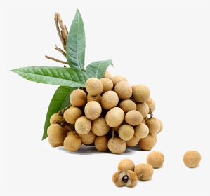 Longan, HD Png Download, Transparent PNG