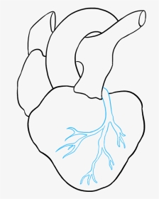 Human Heart Drawing Easy, HD Png Download, Transparent PNG