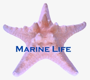Marine Life Barnstar - Starfish, HD Png Download, Transparent PNG