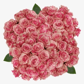 Buy Cream And Dark Pink Magic Times Roses Flowers Online - Floribunda, HD Png Download, Transparent PNG