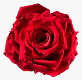 Preserved Rose - Red-passion - Floribunda, HD Png Download, Transparent PNG