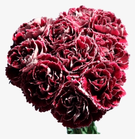 Dark Red And White Carnations Shipped Overnight Free - Bouquet, HD Png Download, Transparent PNG