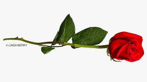 Newsingle Red Rose 4 Web - Rose Clip Art Laying Down, HD Png Download, Transparent PNG