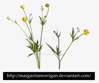 Transparent Wild Flower Png, Png Download, Transparent PNG