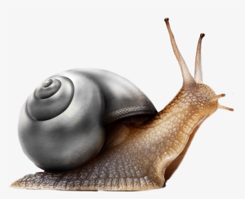 #snail #black #freetoedit - Neue Arbeitswoche Lustig, HD Png Download, Transparent PNG
