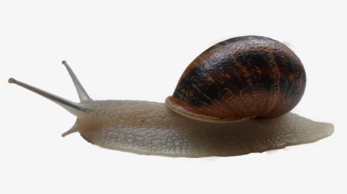 Download This High Resolution Snails High Quality Png - Wallpaper, Transparent Png, Transparent PNG