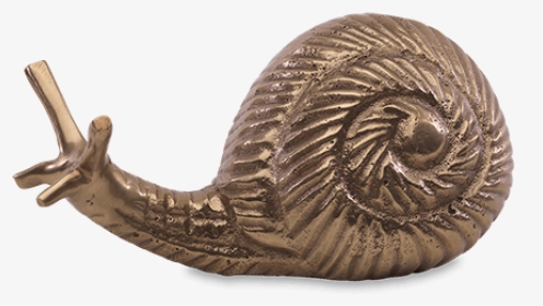 Snail Paper Weight - Sea Snail, HD Png Download, Transparent PNG
