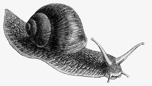Working At A Snail's Pace, HD Png Download, Transparent PNG