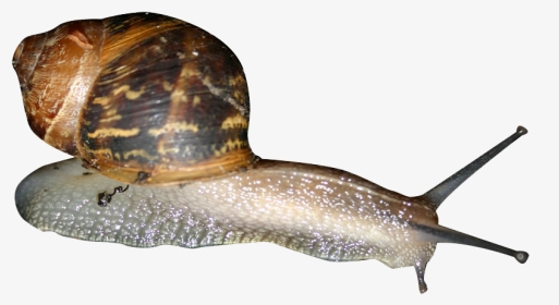 Snail Png - Garden Snail Png, Transparent Png, Transparent PNG