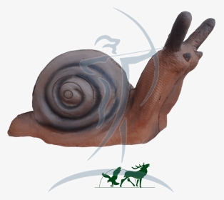 Leitold 3d-target Snail - Lymnaeidae, HD Png Download, Transparent PNG