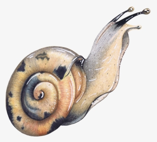 Colored Pencil Garden Snail Wildlife Illustration Animal, HD Png Download, Transparent PNG