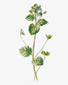 Vintage Botanical Illustration Png, Transparent Png, Transparent PNG