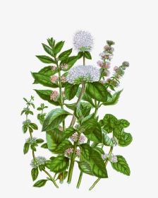 Mint Botanical Illustration , Png Download - Mint Botanical Illustration, Transparent Png, Transparent PNG
