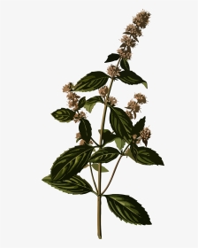 Transparent Peppermint Clipart - Peppermint Botanical Illustration, HD Png Download, Transparent PNG