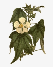 As Png Free Download - Botanical Illustration, Transparent Png, Transparent PNG