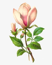 Flower Botanical Art Image - Antique Magnolia Botanical Illustration, HD Png Download, Transparent PNG