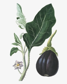 Eggplant Vegetable Botanical Illustration Botany - Botanical Vegetable Illustration, HD Png Download, Transparent PNG