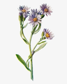 Flower Clip Art Wildflower Illustration Digital Download, HD Png Download, Transparent PNG