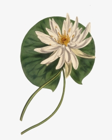 Botany Botanical Illustration Curtis - Water Lily Botanical Sketch, HD Png Download, Transparent PNG
