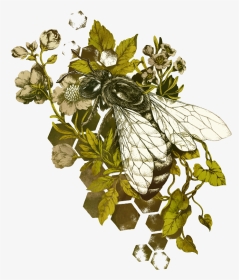 Honey Bee Insect Illustration - Honey Bee Botanical Drawing, HD Png Download, Transparent PNG