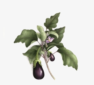 Picture Royalty Free Library Plum Drawing Botanical - Aubergine Botanical Illustration, HD Png Download, Transparent PNG
