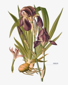Iris Germanica Botanical Drawing, HD Png Download, Transparent PNG