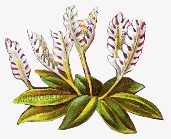Floral Flower Botanical Art Clipart Digital Download - Illustration, HD Png Download, Transparent PNG