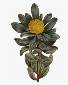 Botanical Illustration , Png Download - Png Vintage Botanical Flower, Transparent Png, Transparent PNG