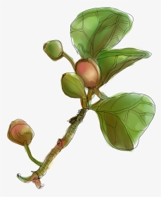 Botanical Drawing Lemon - Cascara Sagrada, HD Png Download, Transparent PNG