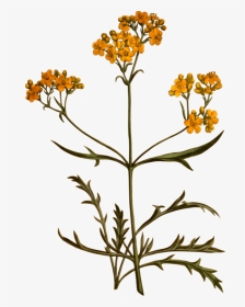Plant,flora,common Tansy - Botanic Flower Png Transparent, Png Download, Transparent PNG