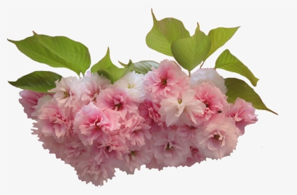 Цветы Сакуры - Png - Цвет Сакури На Прозрачном Фоне, Transparent Png, Transparent PNG