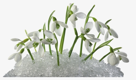 Snowdrops In Snow, HD Png Download, Transparent PNG