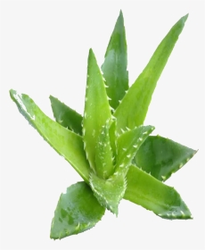 Z 646 Z 646 - Aloe Vera Plante Png, Transparent Png, Transparent PNG