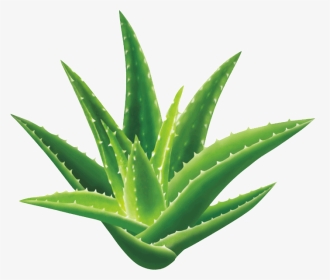 Aloe Vera Medicine - Aloes, HD Png Download, Transparent PNG