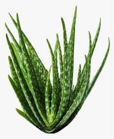 Aloe Vera Medicine Plants, HD Png Download, Transparent PNG