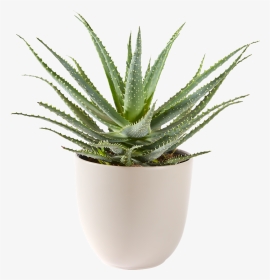 Aloe Vera Bont Plant, HD Png Download, Transparent PNG