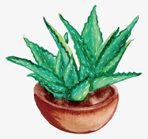 Extract And Herb - Aloe Vera To Draw, HD Png Download, Transparent PNG
