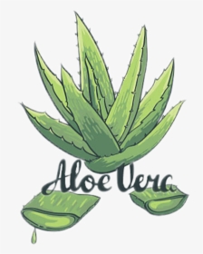#aloevera #plants #green #aloeveraplant - Aloe Vera Plant Drawing Easy, HD Png Download, Transparent PNG