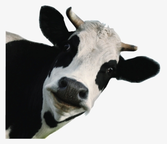 Dairy Cow White Background , Png Download - Funny Cow Transparent Background, Png Download, Transparent PNG