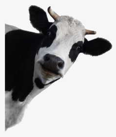 Cow Face Transparent Background, HD Png Download, Transparent PNG
