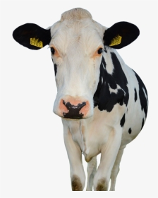 Cow - Farm Animals Public Domain, HD Png Download, Transparent PNG