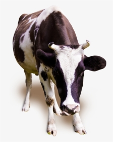 Milk Cow Png - Cow Running Png, Transparent Png, Transparent PNG
